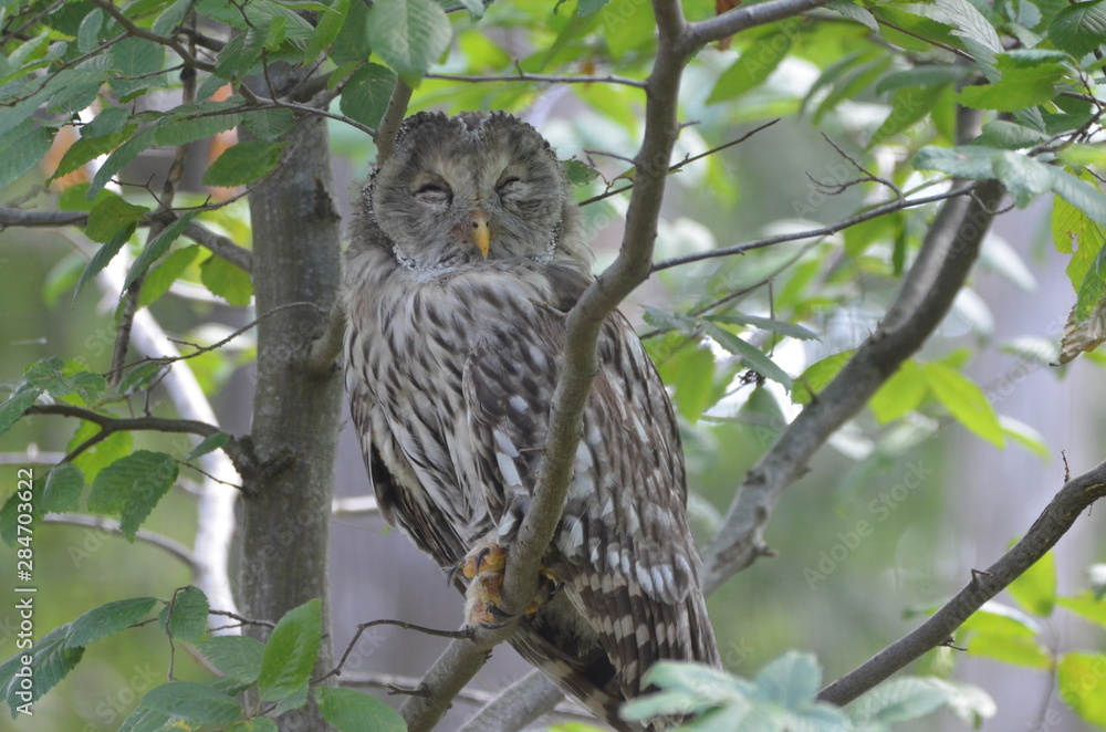 Chouette de l'Oural (Strix uralensis) Chouette de l'Oural (Strix uralensis)