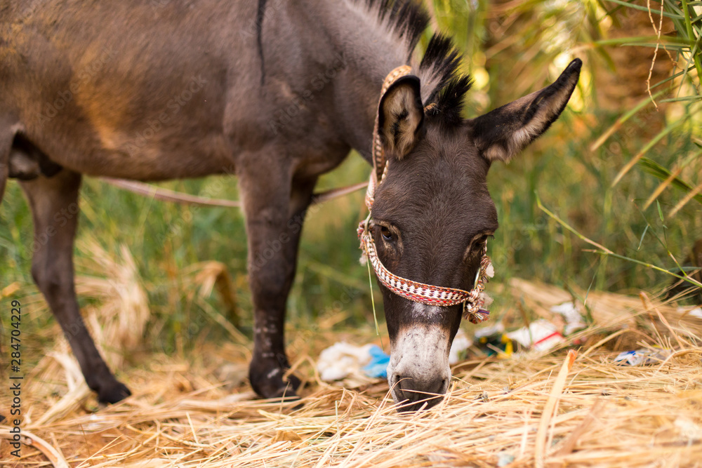 closeup of a donkey in a hay field closeup of a donkey in a hay field