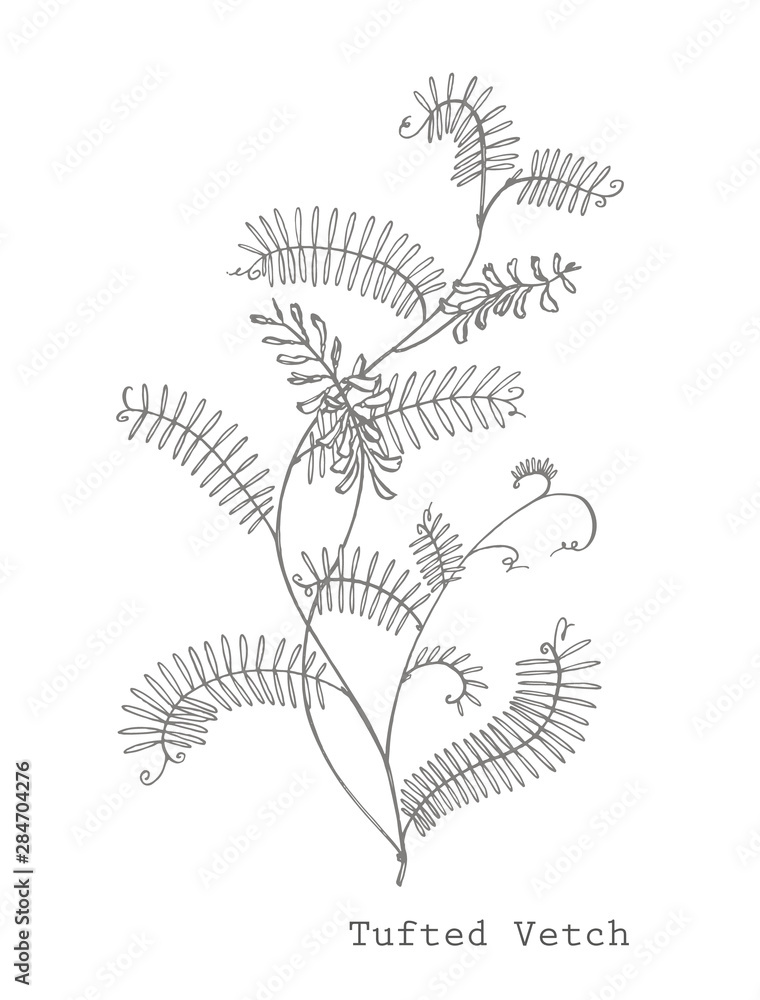 Obraz premium Branch of wild plant Vicia cracca. Tufted Vetch or Vicia cracca, vintage engraved illustration. Botanical illustration. Good for cosmetics, medicine, treating, aromatherapy, nursing, package design