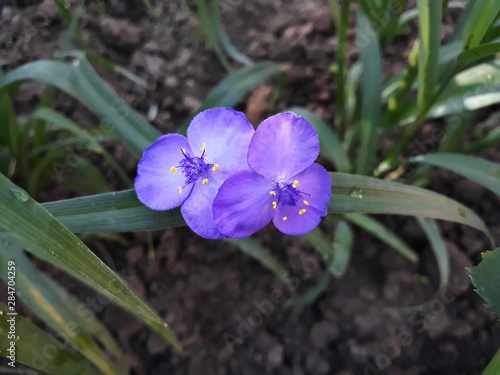 Tradescantia Andersoniana or Spiderwort blue flowers, family Commelinaceae. photo