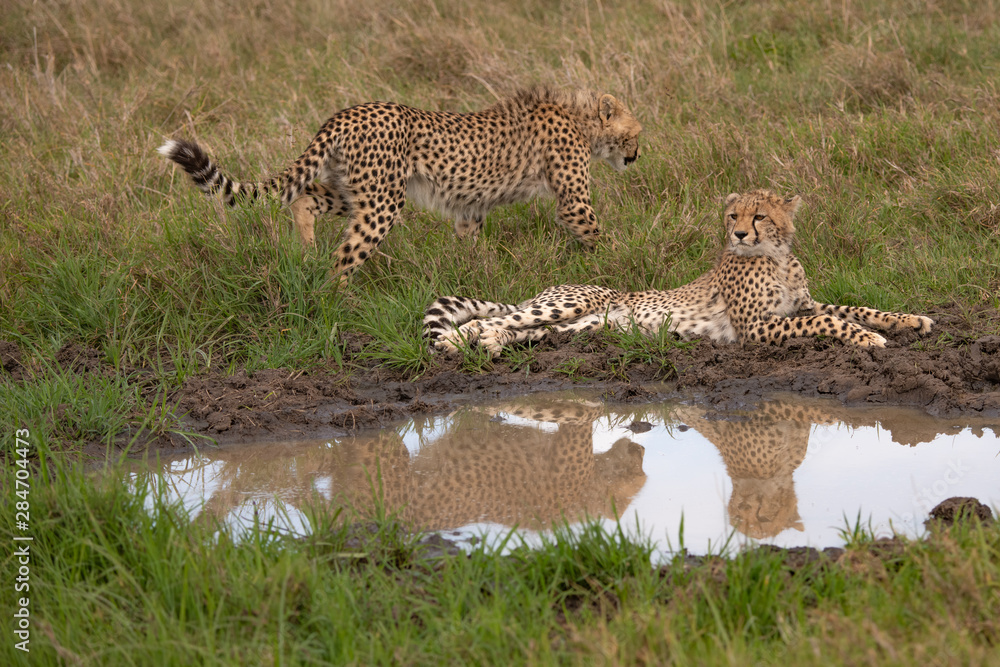 two Cheetahs reflected in a water hole in the Masai Mara two Cheetahs reflected in a water hole in the Masai Mara