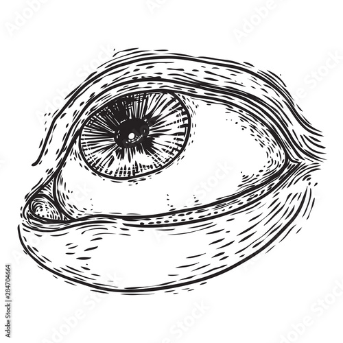 Hand drawn human eye with iris as element of All seeing eye of providence variation.  Blackwork tattoo flash of Masonic symbol design. Sacred religion, spirituality and occultism. Vector.