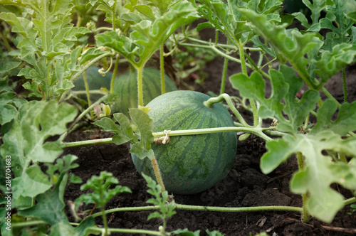 The fruits of watermelon grow in the field. Harvesting watermelons. Selective focus.