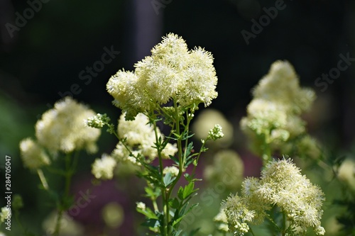 Thalictrum Lucidum flowers. Thalictrum is a genus of herbaceous perennial flowering plants in the Ranunculaceae (buttercup) family. Meadow-rue is a common name for plants in this genus. photo