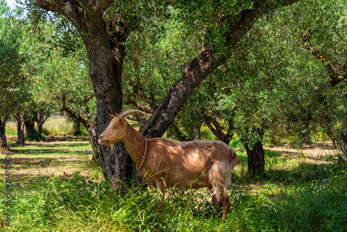A brown goat stands in the shade under olive trees, Zakynthos, Greece