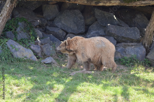 Ours brun femelle (Ursus arctos) photo