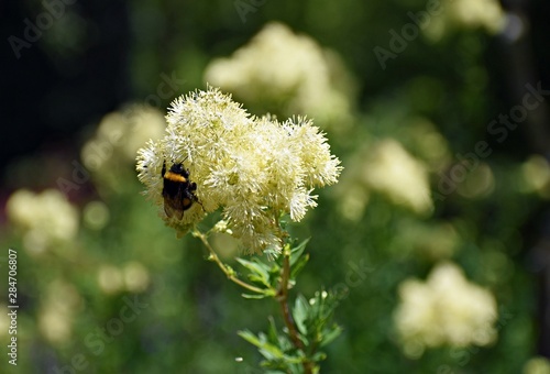 Bumblebee on Thalictrum Lucidum flower. Thalictrum is a genus of herbaceous perennial flowering plants in the Ranunculaceae (buttercup) family. Meadow-rue is a common name for plants in this genus. photo