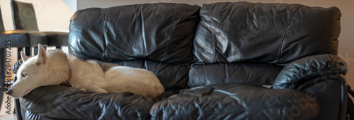 Panoramic photo of siberian husky laying on a leather couch. Great pet concept photo