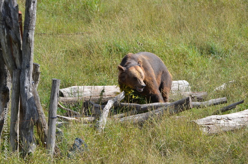 Ours brun male (Ursus arctos) photo