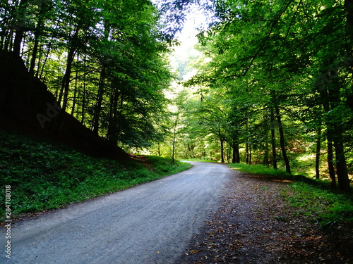 road in forest