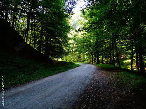 Fototapeta Naklejka Na Ścianę i Meble -  road in forest