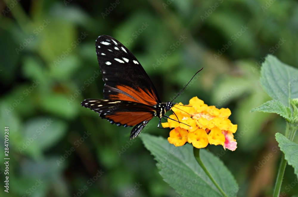 Tiger Longwing (Heliconius Hecale) or Golden Helicon butterfly on yellow flower Tiger Longwing (Heliconius Hecale) or Golden Helicon butterfly on yellow flower