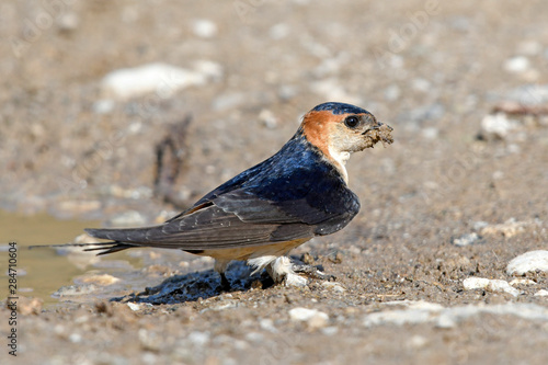 Rötelschwalbe (Cecropis daurica) - Red-rumped swallow photo