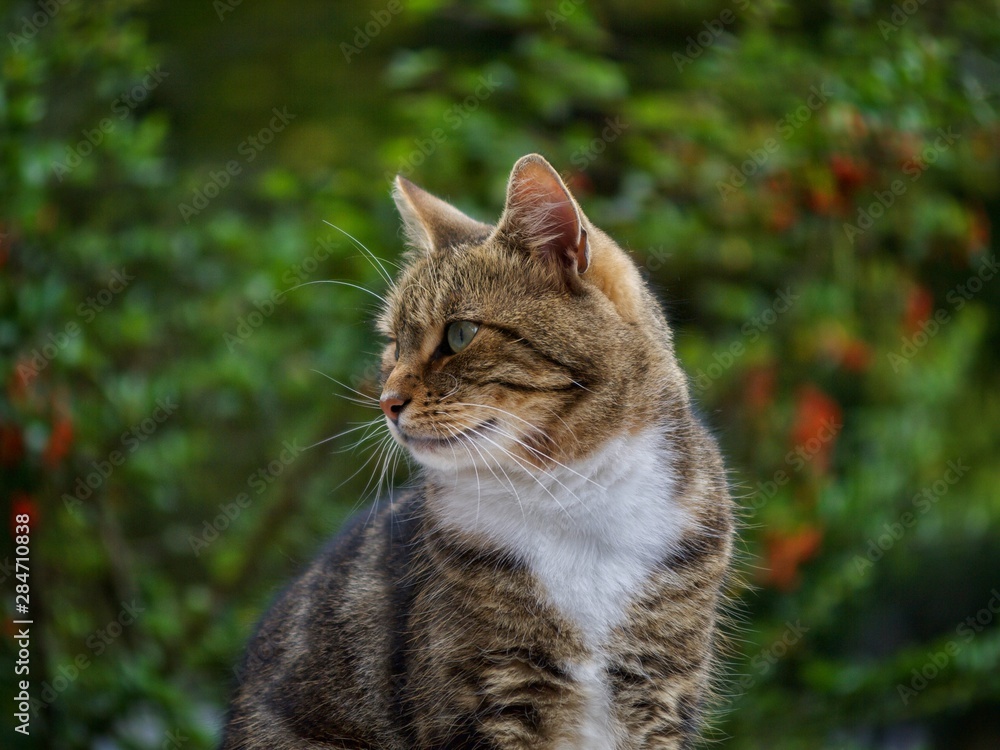 Male Tabby Cat