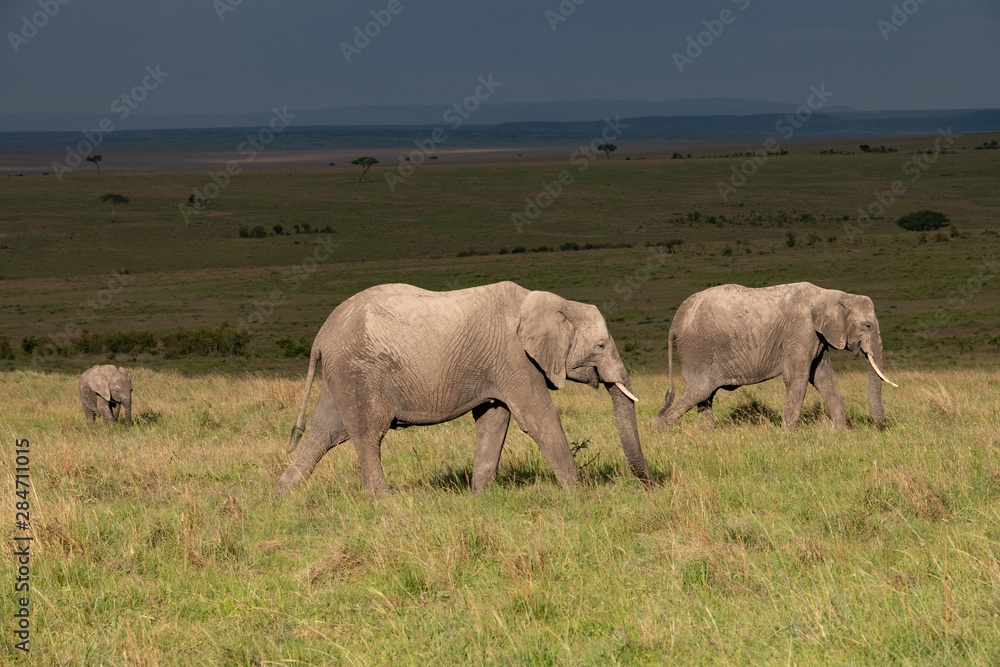 pair of elephants walking against a backdrop of dark skies pair of elephants walking against a backdrop of dark skies