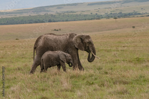 profile view of mother and baby elephant