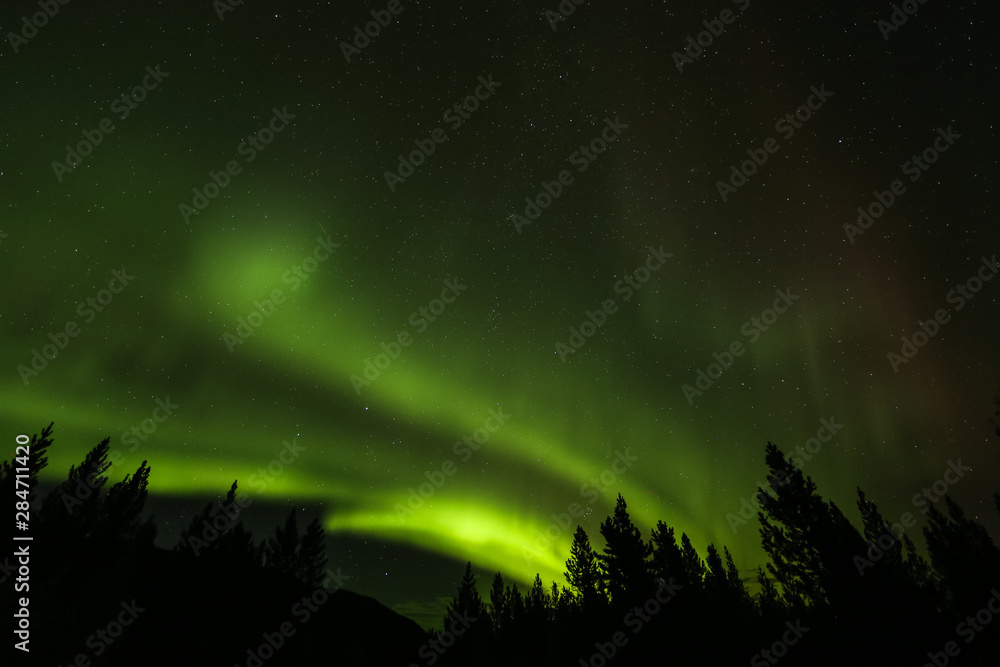 Aurora Borealis in the night sky over forest in the Yukon Territory of Canada. 