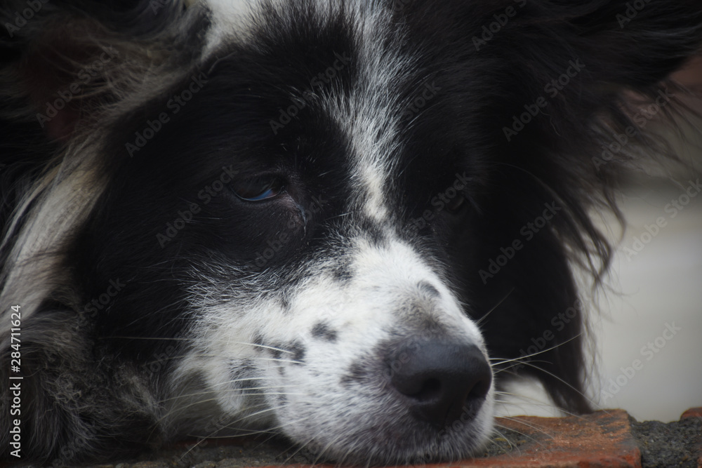 black and white dog sleeping on the floor 