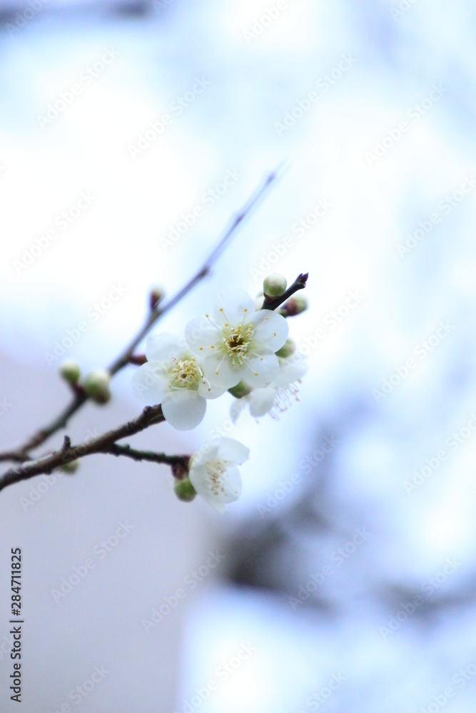 白梅 白梅