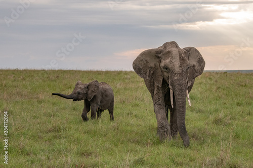 baby elephant and its mother in the Masai Mara