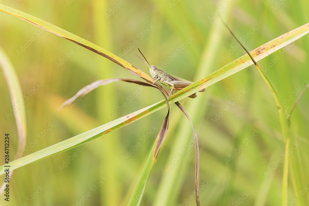Grasshopper clinging to a blade of grass withered closeup. Horizontally. 