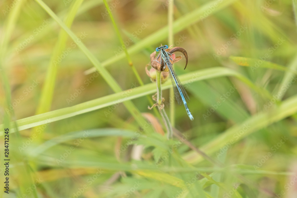 Top closeup view of Spearhead Bluet resting on plant in meadow. Horizontally. Top closeup view of Spearhead Bluet resting on plant in meadow. Horizontally.