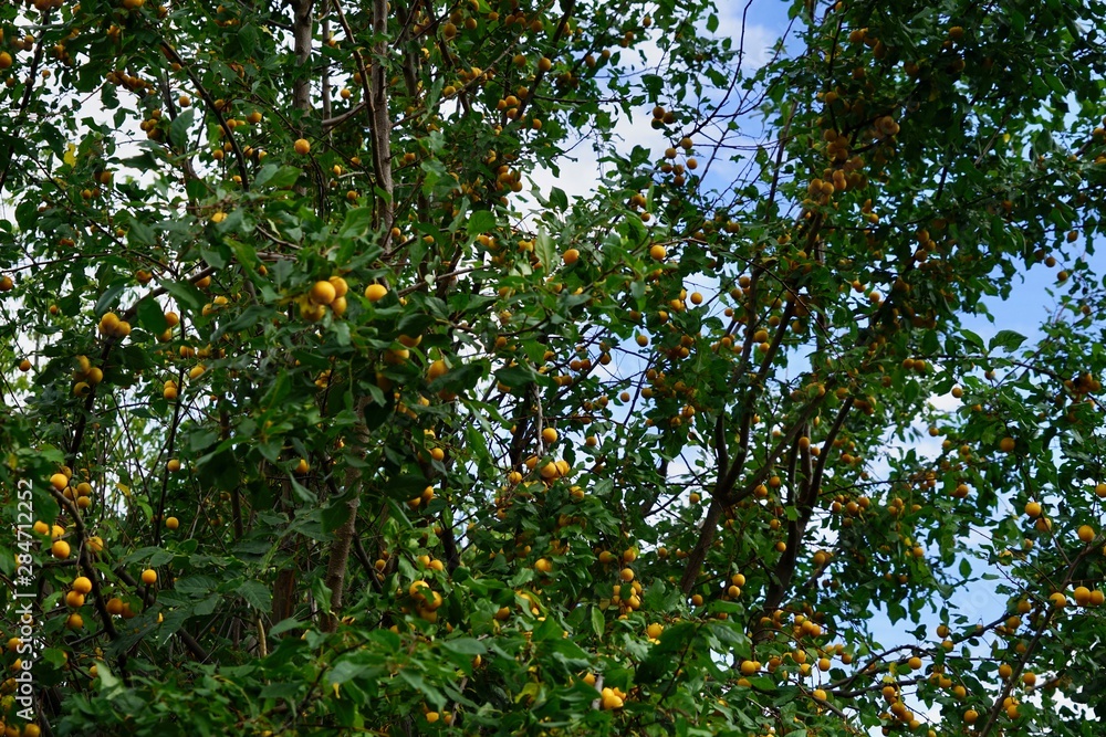Mirabellenstrauch voller Früchte Mirabellenstrauch voller Früchte