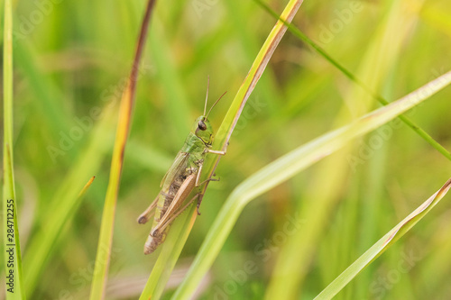 Grasshopper clinging to a blade of grass closeup. Horizontally. 