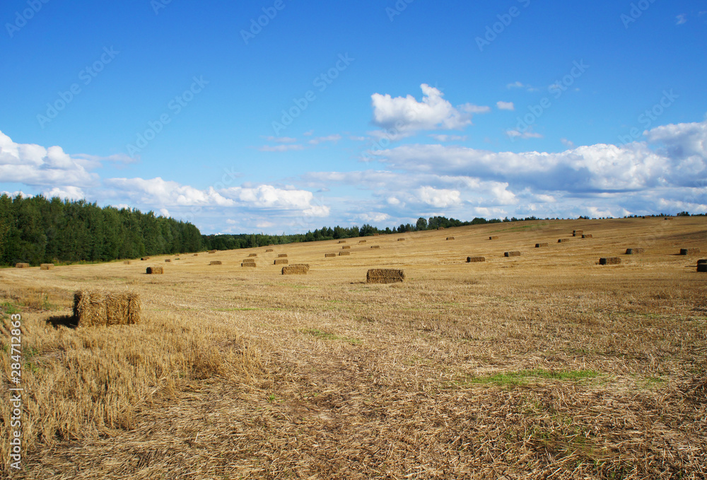 Autumn field with hay on a background of blue sky.