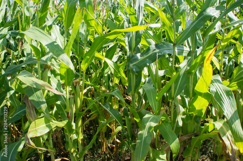 Corn green field. Leaves are growing.