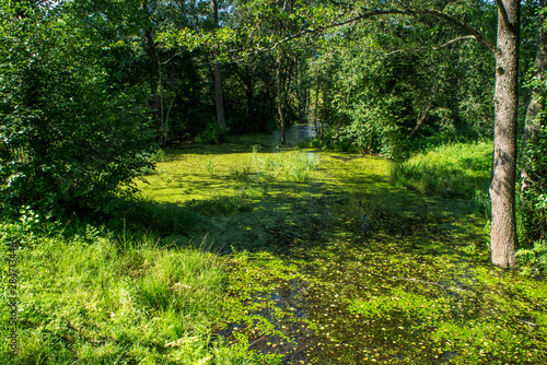 Beautiful summer green swamp with leaves.