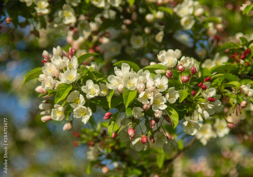 Apple Tree Blossoms Apple Tree Blossoms