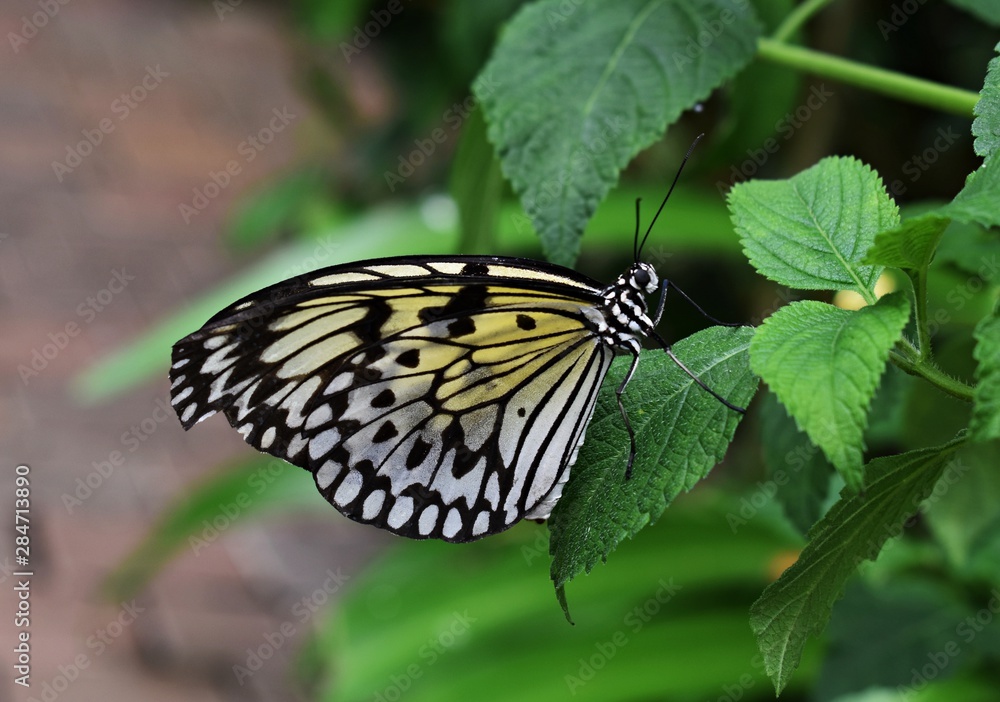 Tree Nymph (Rice Paper) butterfly resting on leaf Tree Nymph (Rice Paper) butterfly resting on leaf
