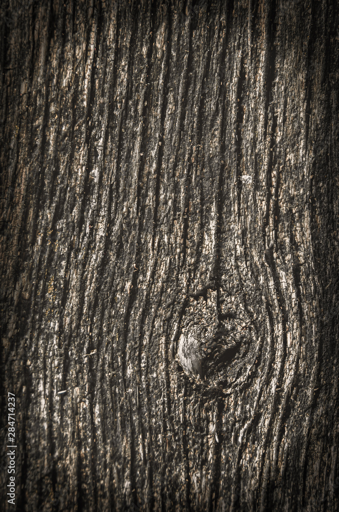 Obraz premium Texture of an old dried die of a tree. An ancient shabby moss-and fungus-powdered wooden table top in the garden.
