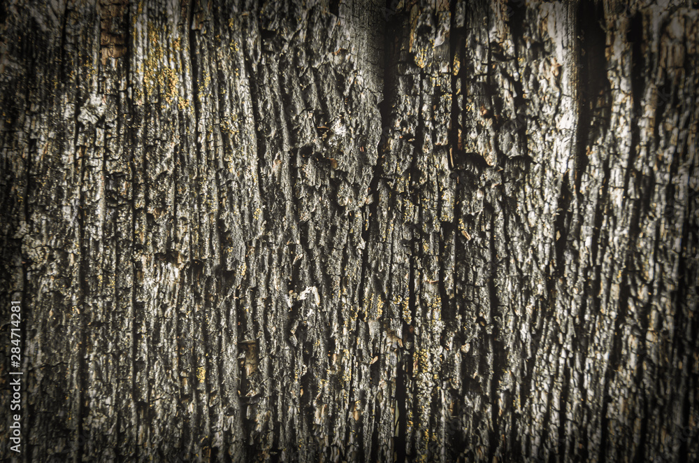 Obraz premium Texture of an old dried die of a tree. An ancient shabby moss-and fungus-powdered wooden table top in the garden.