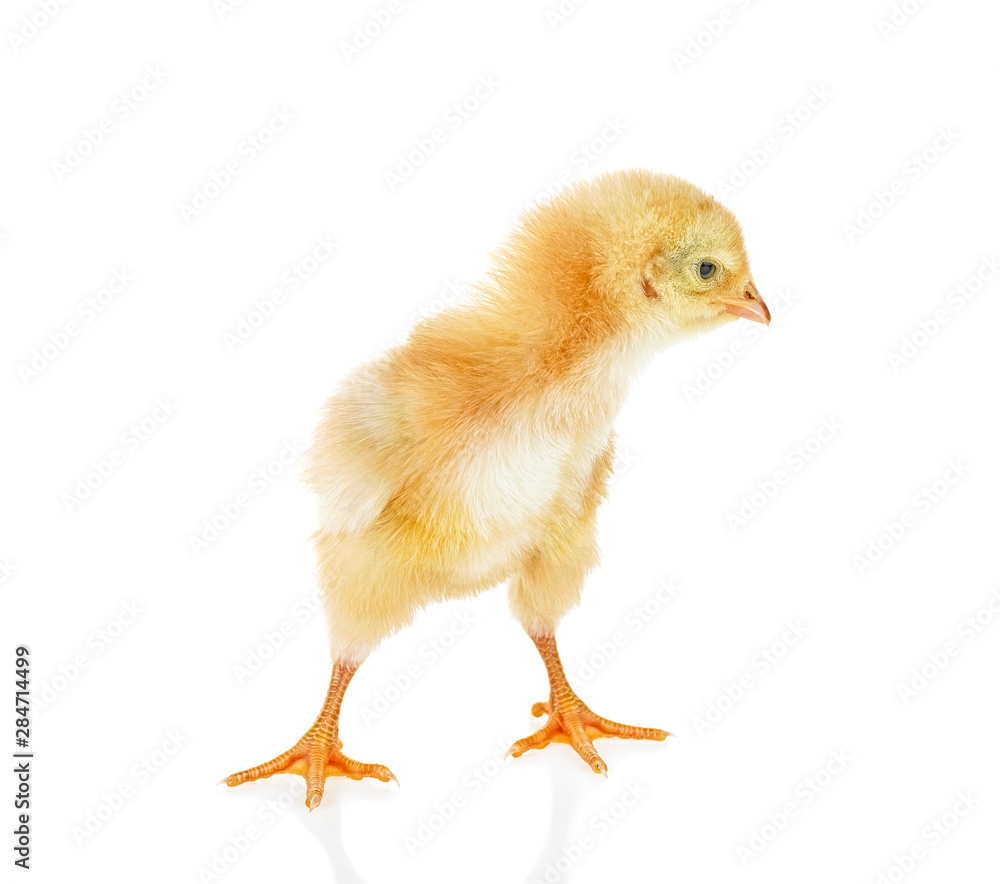 Fototapeta premium Small yellow chicken isolated on a white background