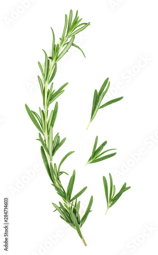 Fresh green rosemary isolated on a white background  top view. Rosemary twig and leaves.