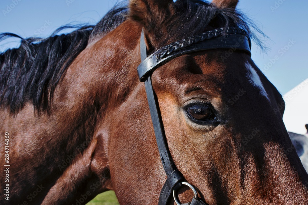 Fototapeta portrait of a horse
