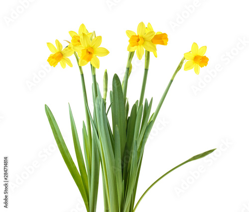 Daffodils. Yellow narcissus flowers isolated on a white background.