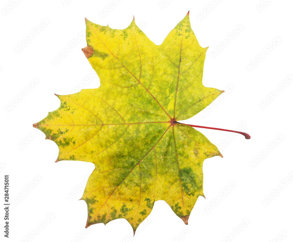 Bright autumn maple leaf on a white background. Autumn maple leaf isolated on white background Bright autumn maple leaf on a white background. Autumn maple leaf isolated on white background
