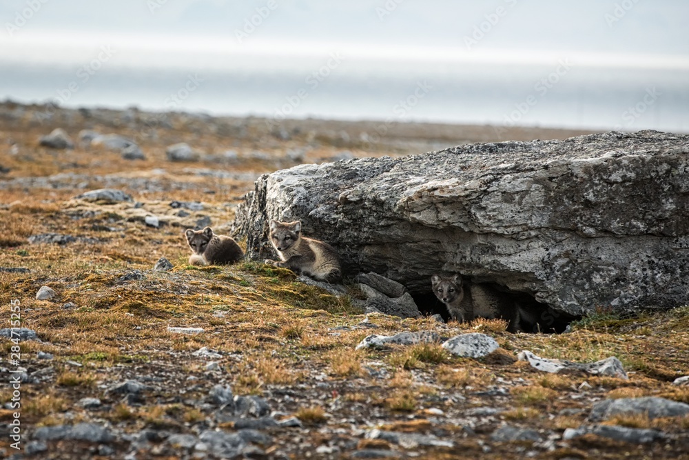 Arctic Fox cubs playing together near their den, Vulpes lagopus, in the nature rocky habitat, Svalbard, Norway, wildlife scene, action, arctic glacier in background, cute young mammals Arctic Fox cubs playing together near their den, Vulpes lagopus, in the nature rocky habitat, Svalbard, Norway, wildlife scene, action, arctic glacier in background, cute young mammals