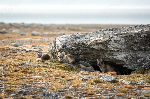 Arctic Fox cubs playing together near their den, Vulpes lagopus, in the nature rocky habitat, Svalbard, Norway, wildlife scene, action, arctic glacier in background, cute young mammals