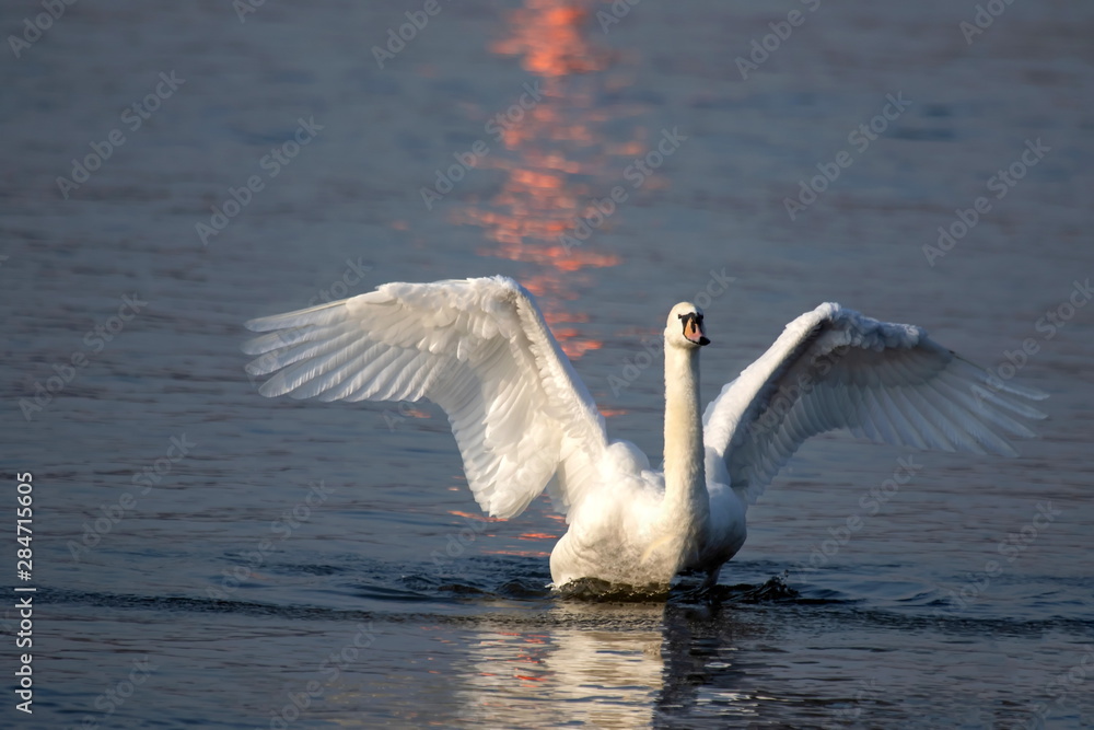 Fototapeta premium Höckerschwan