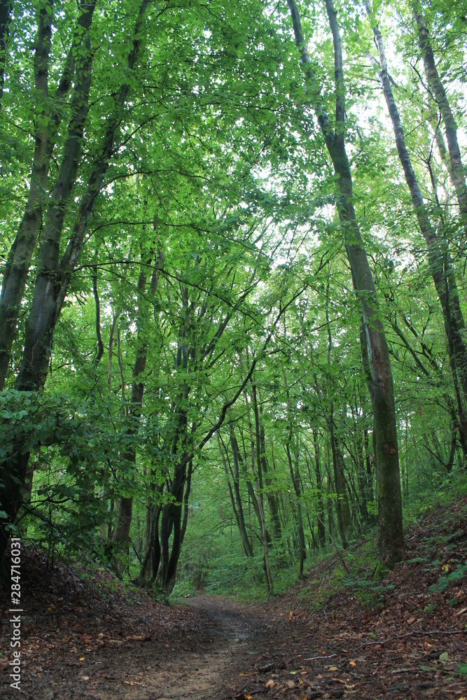 Obraz premium chemin en foret, ardennes