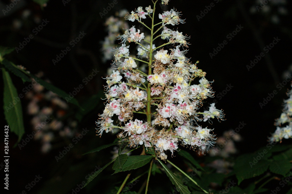 Branch chestnut closeup. White chestnut flowers photographed Branch chestnut closeup. White chestnut flowers photographed
