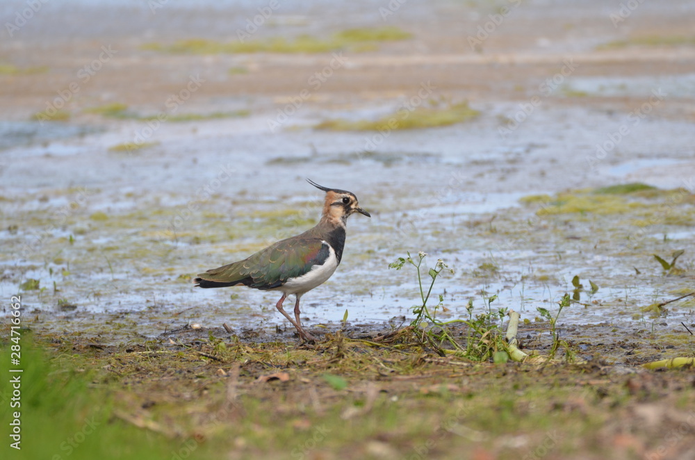 Vanneau huppé (Vanellus vanellus) Vanneau huppé (Vanellus vanellus)