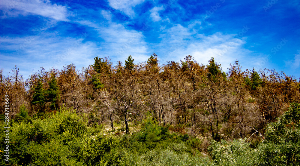 trees and blue sky trees and blue sky