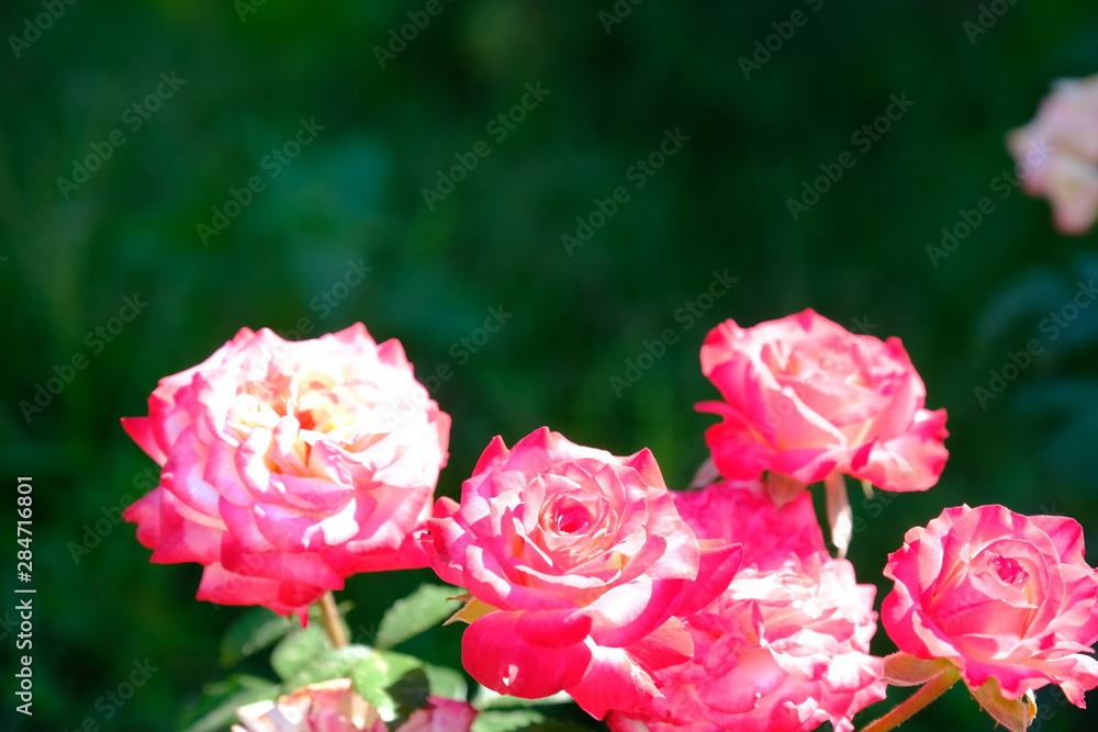  Blooming rose in the park for your design