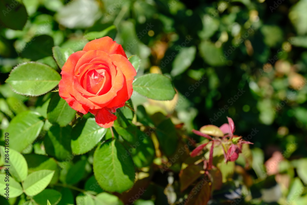Blooming rose in the park for your design Blooming rose in the park for your design