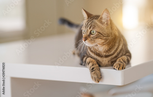 Beautiful short hair cat lying on white table at home photo